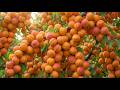 Giant Apricot Blenheim Harvest 🍑 | How Food Is Grown | Modern Farming Process