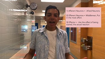 Breakthrough Junior Challenge 2018 - Neural Transmission & Reflex Activiation | Alexander Rodriguez