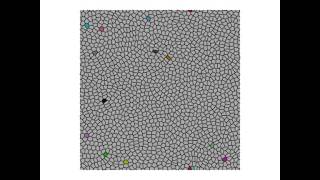 Simulation of a confluent epithelial tissue