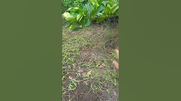 Agri1d. mẹo quản lý cỏ dại hiệu quả đó là trồng cỏ để trị cỏ #KyThuatNongNghiepTieuMoc #shorts