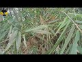Bambu Unik Tempat Bambu Bertuah Bersemayam Rumpun Bambu Hitam
