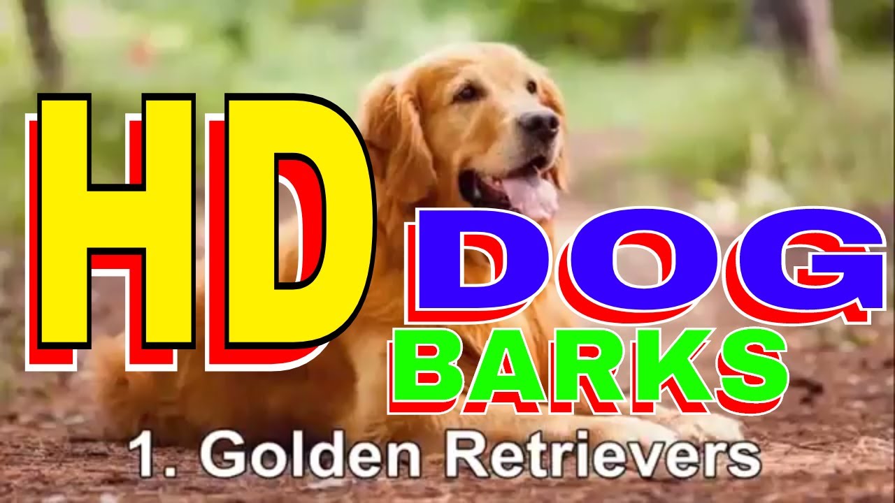 dog barking sound effects free dog barking sound effects free