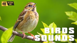 Download Lagu Birds Singing in the Wild – Beautiful Bird Sounds for Relaxation, Study, and Focus MP3 Download Lagu Birds Singing in the Wild – Beautiful Bird Sounds for Relaxation, Study, and Focus MP3