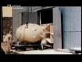 Explosivos - National Geographic - Parte 4 de 5 -