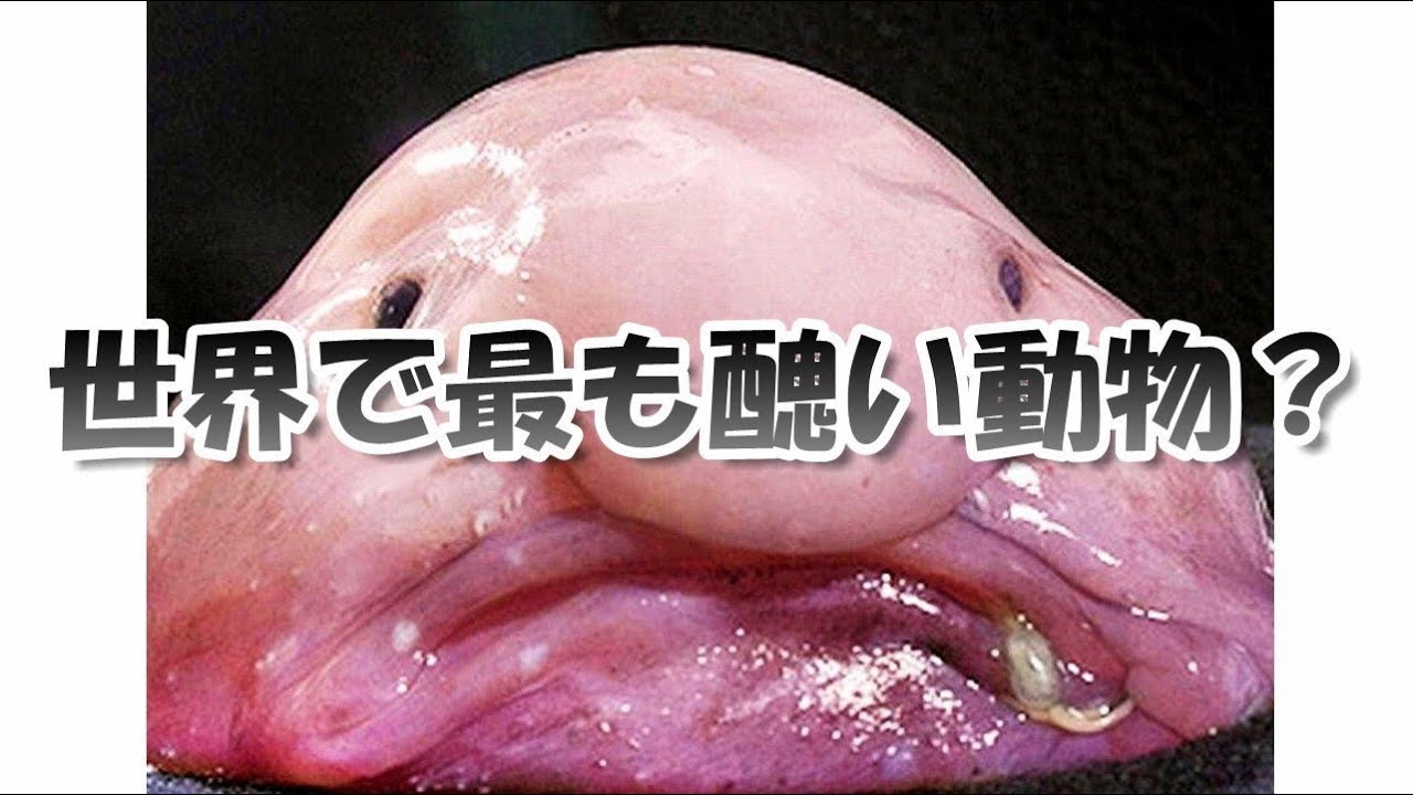 ブロブフィッシュ 世界で最も醜い動物 Blob Fish Youtube