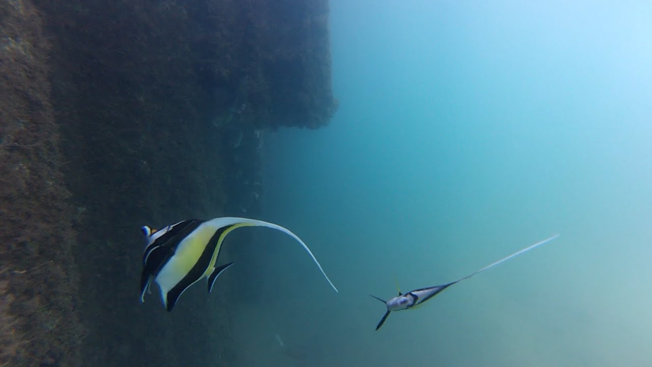 Kalbarri Jetty Underwater Secrets YouTube