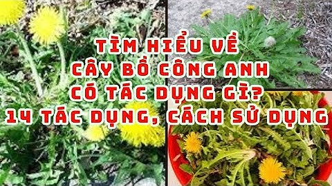# tìm hiểu Cây bồ công anh có tác dụng gì? 14 tác dụng, cách sử dụng #review #cây