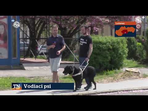 Video: Pes Iba Počúva, Keď Je Liečba Čisto šteňa