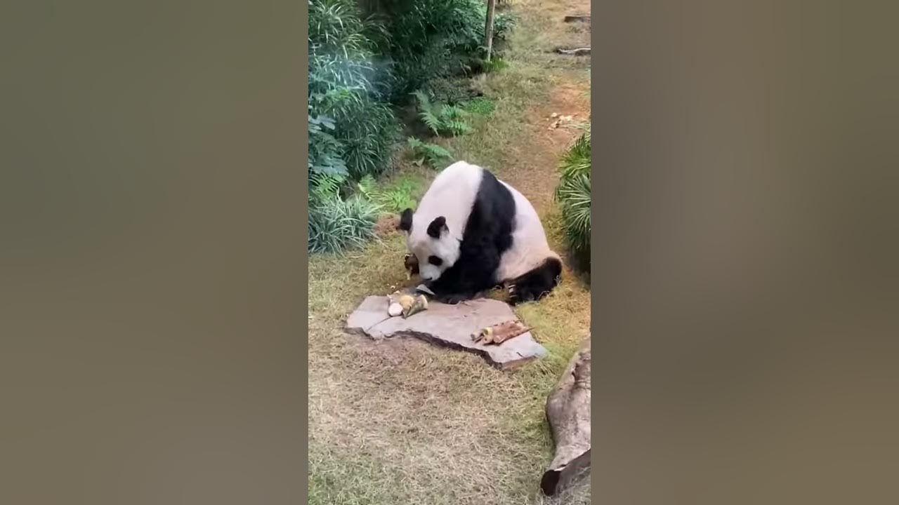 Kjempepanda An An spiser mat i Hong Kong Ocean Park. - YouTube