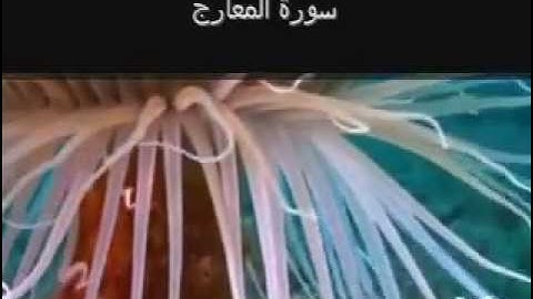 Surat Al Maarej (The Ascending Stairways) سورة المعارج