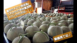 富良野メロンはまだあるの？・産地直送【富良野・寺坂農園・赤肉メロン・直販・8月お届け】