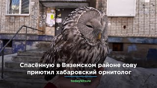 Спасённую в Вяземском районе сову приютил хабаровский орнитолог