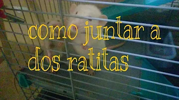 ¿Se pueden juntar 2 ratas macho?