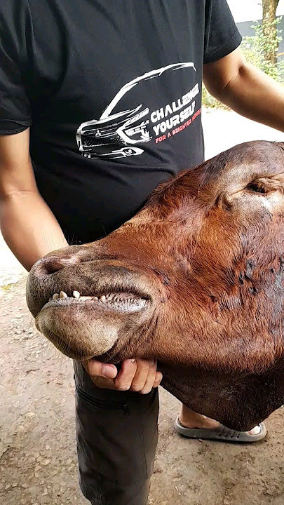 Mari beribadah kurban