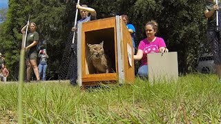 Thor's Release Back To The Wild