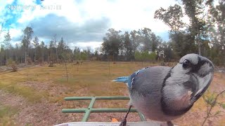 Were Doing A Review- The BirdSnap Smart Bird Feeder!!