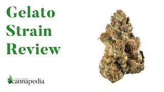 Gelato • კანაფის ჯიშის განხილვა • Strain Review • Cannapedia