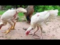 Lovely chicken family home #shortvideo #shorts