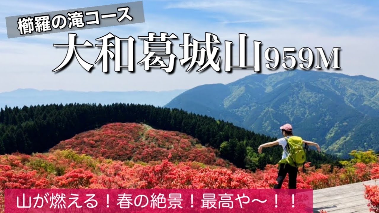 【大阪奈良-大和葛城山】一目百万本のヤマツツジを堪能【櫛羅の滝コース】