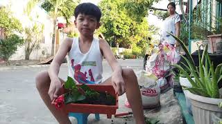 Paraan ng pagtatanim ng halaman  - Performance Task - Grade IV EPP