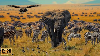 4K African Wildlife: The World's Greatest Migration from Tanzania to Kenya With Real Sounds #24