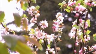 AG-DVX100B Upres to 720p Full Widescreen