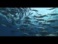 333 - A Tribute to Jacques Cousteau /100 Years