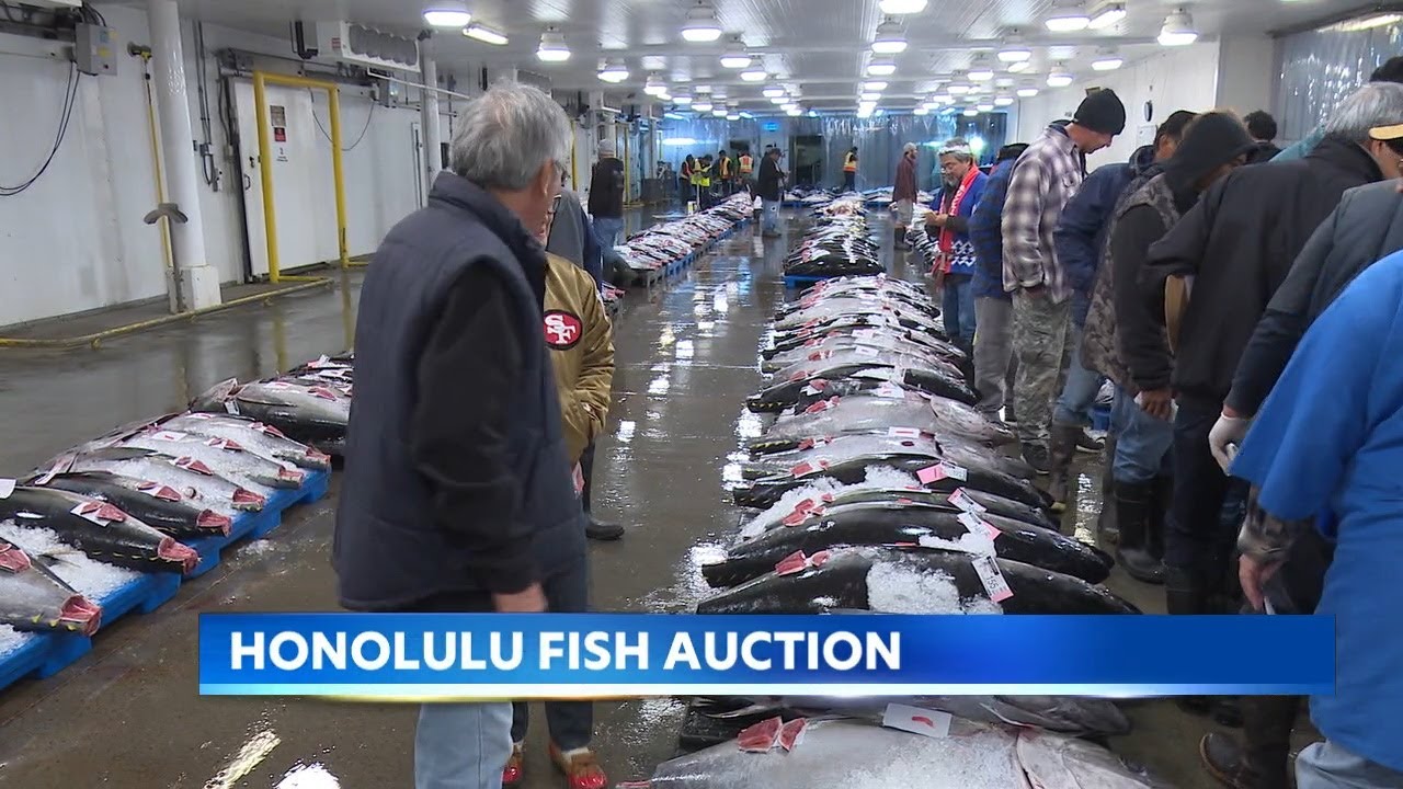 High demand spikes ahi prices at Honolulu Fish Auction