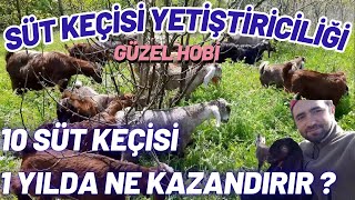 SÜT KEÇİSİ YETİŞTİRİCİLİĞİ | Süt Hayvancılığı Para Kazandırır mı ?