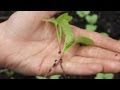 Micro Greens: Preview