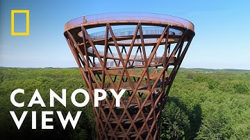 Travel Through The Forest Canopy | Europe From Above | National Geographic