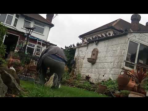 The raw, unedited, capture of the white anthracite cock pigeon after 5 days living with the ferals