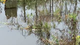 Cascadoo Armored Catfish Hoplosternum Littorale Nest Amongst The Lagoon