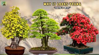 Why Your Bonsai Doesn't Look Old (And How to Fix It)