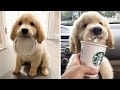 Cutest Golden Retriever Puppies -  Made Your Day with These Funny and Cute Golden Retriever Puppies