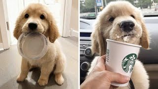 Cutest Golden Retriever Puppies -  Made Your Day with These Funny and Cute Golden Retriever Puppies by Puppies Planet 23,670 views 1 year ago 8 minutes, 30 seconds