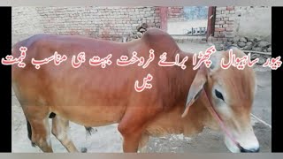 پیور ساہیوال بچھڑا برائے فروخت انتہائی مناسب قیمت میں /pure sahiwal breed bull for sale/SAHIWAL COW