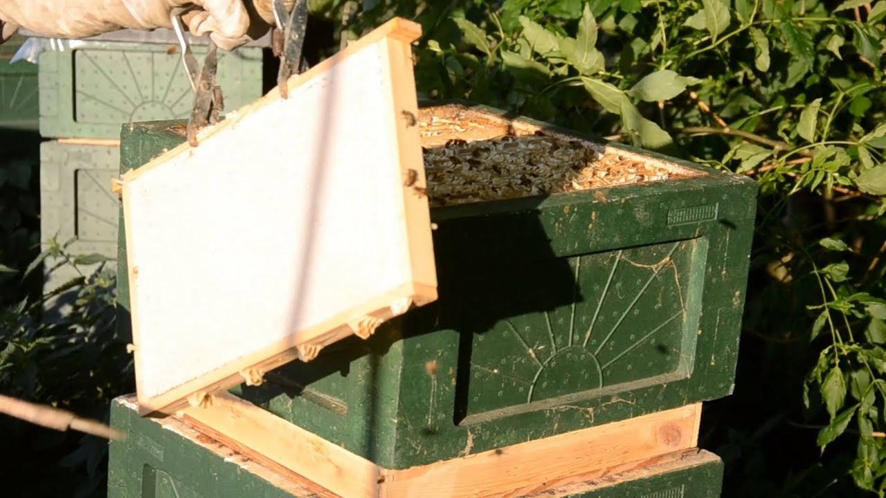 Honungsskattning med bitömmare