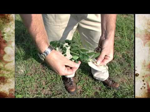 Video: Bead Tree Information - Tips for Chinaberry Control In Landscapes