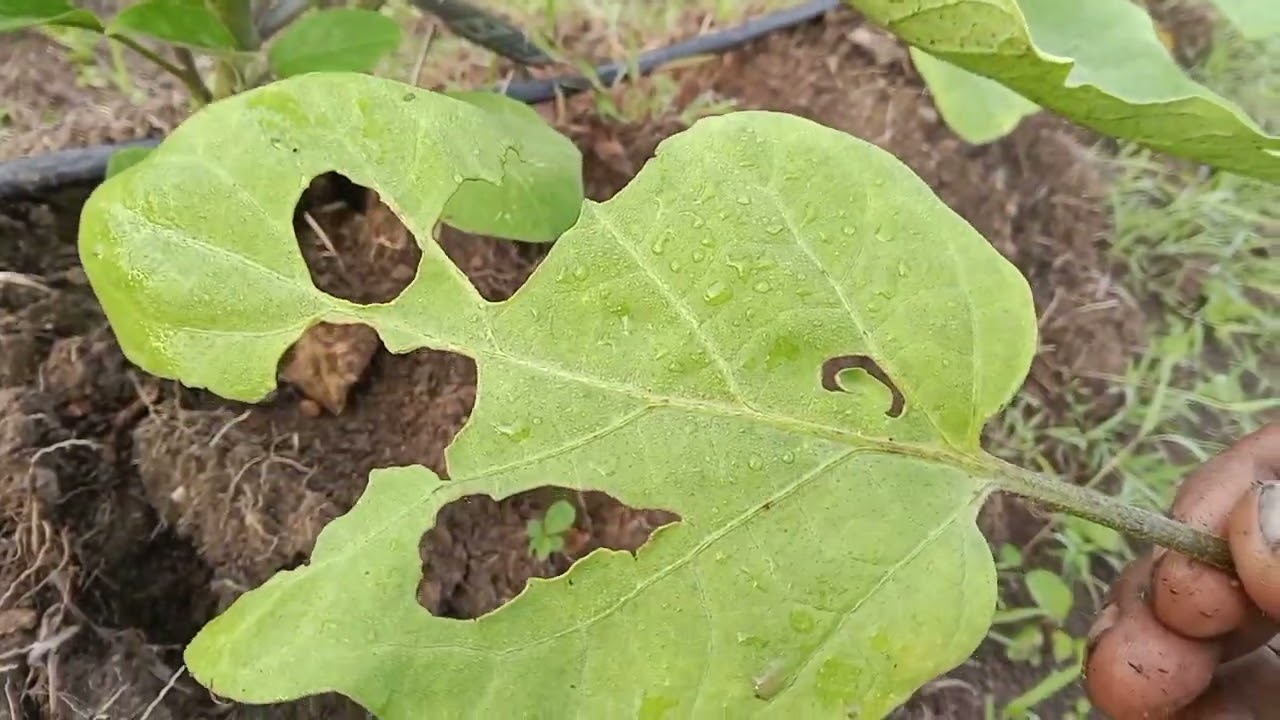 Paano paramihin ang sanga ng talong#farming#subscribers# #agrifuture #agrijoph#plslikesubscrib