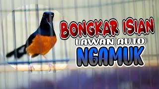 Pancingan Murai batu Gacor Nembak, Ampuh Naikkan Emosi Murai batu Malas Bunyi Cepat Gacor