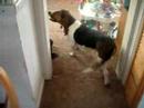 Toby the bassett hound and his best bud Charlie th...