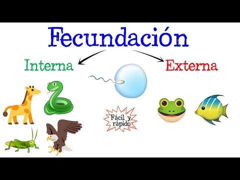 Video: ¿Dónde tiene lugar la fecundación externa?