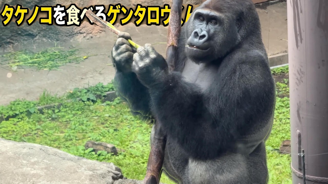 タケノコを食べるゲンタロウくん【未公開編】【上野動物園】ゴリラ