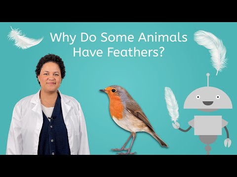 Why Do Some Animals Have Feathers? - Science All Around Me for Kids!