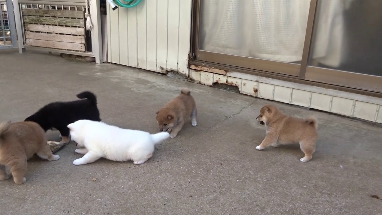 生後1か月の柴犬子犬達、外でご飯 YouTube