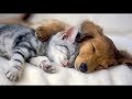 Lovely Moment of Cat When They&#39;re Sleepy - Funny Cats Video 2017