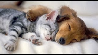 Lovely Moment of Cat When They're Sleepy - Funny Cats Video 2017