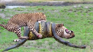 OMG! Giant Python Hunt Leopard Cubs When Mother Leopard Hunting Impala, Anaconda vs Crocodile