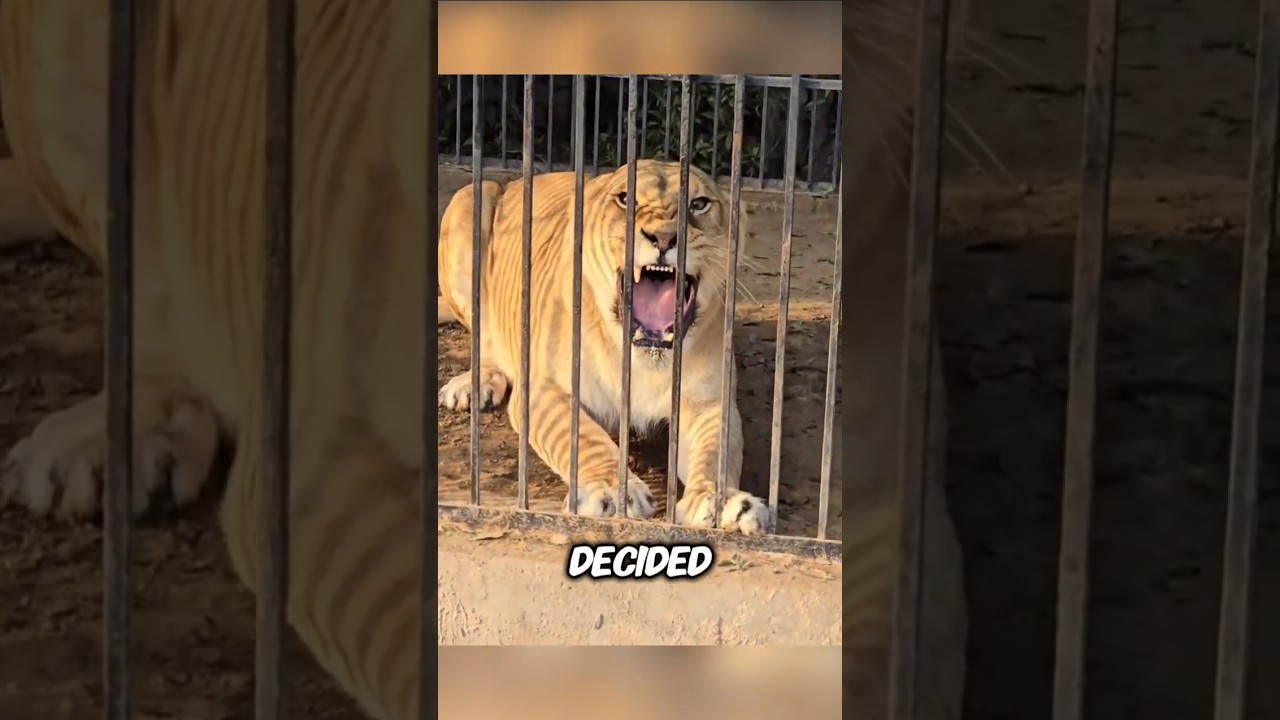 They escaped from the zoo. Chaos ensued 